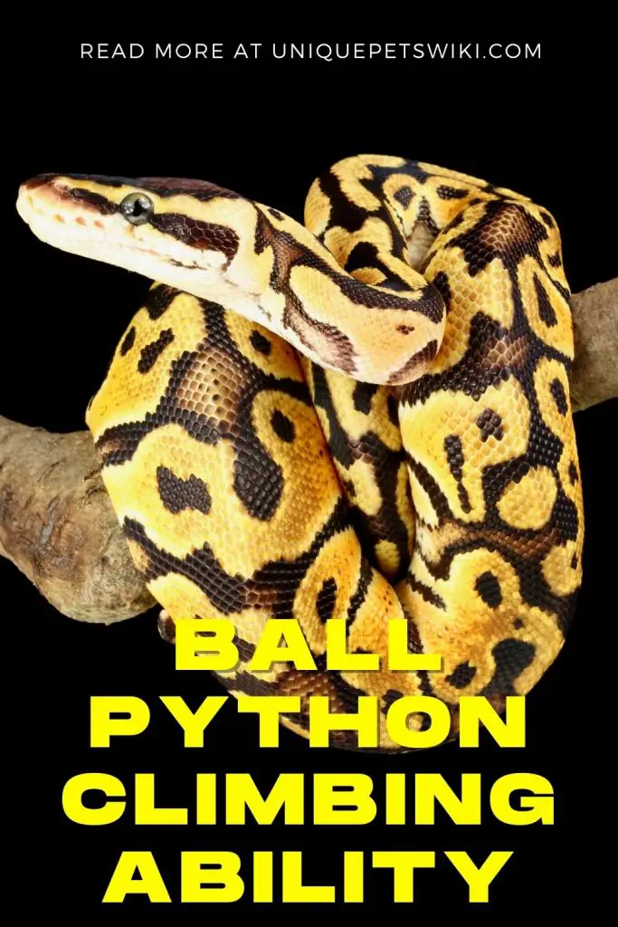 Ball Python Climbing Ability Pinterest Pin
