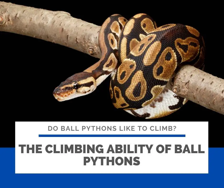The Climbing Ability Of Ball Pythons