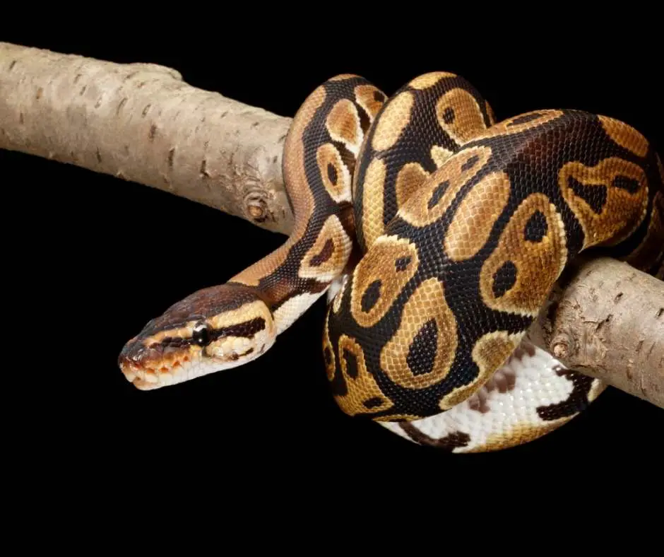 Ball Python Climbing