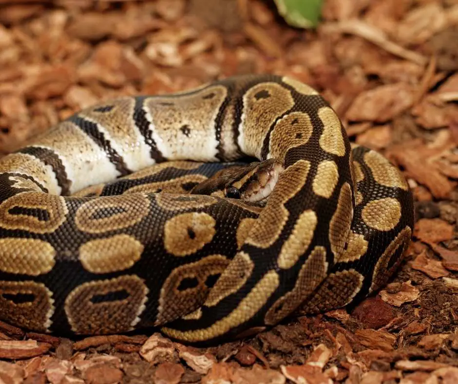 Ball Python Curling