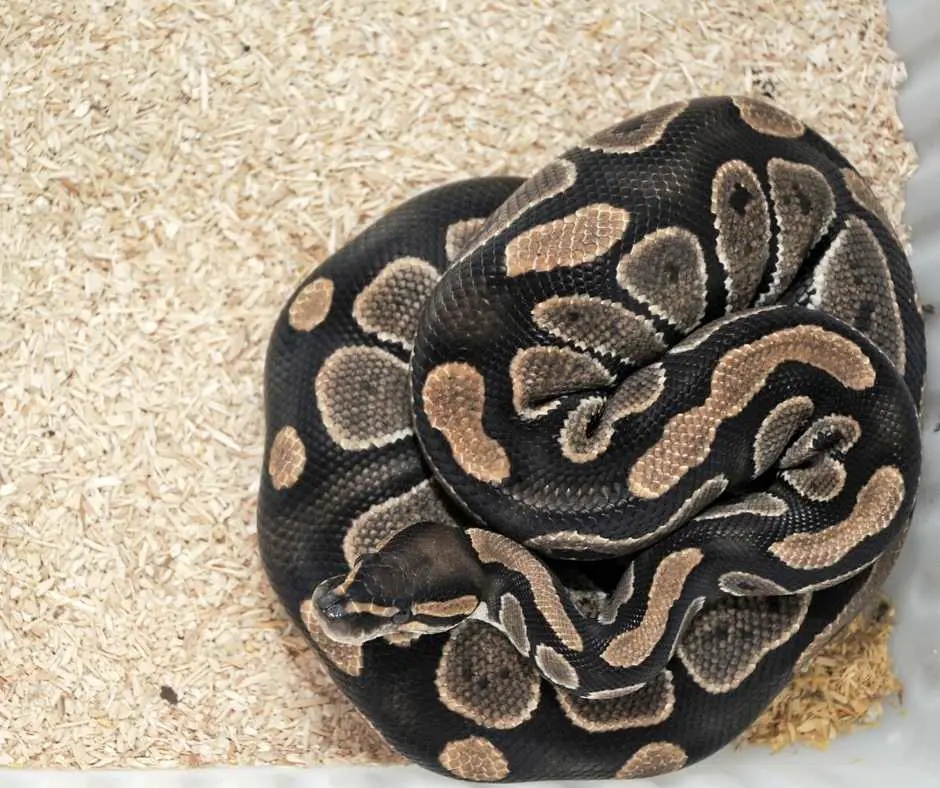 Heavy Breathing Ball Python May Indicate Sickness