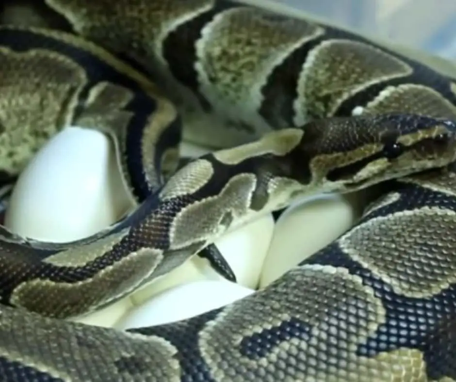 Ball Python Laying Eggs