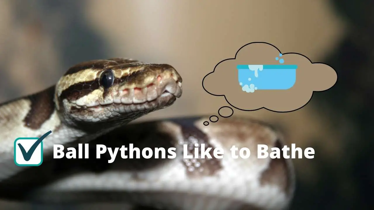 Do Ball Pythons Like Water? #3 Facts You Didn't Know