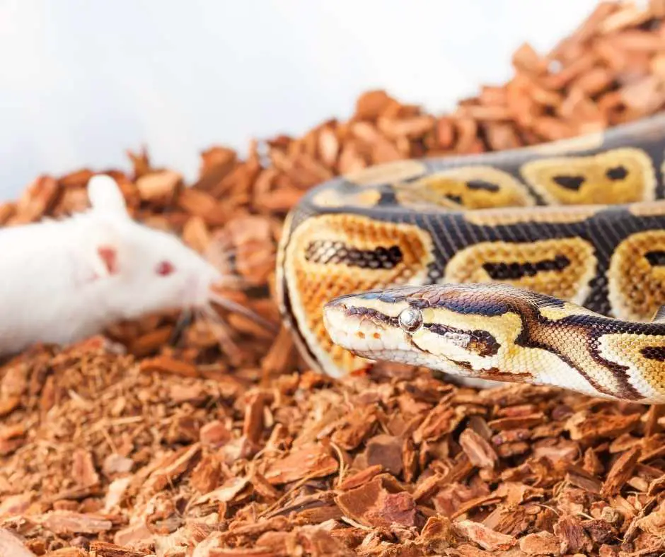 Ball Python Loss of Apetite