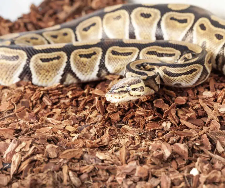 Ball Python Maybe Sick If Their Color Looks Pale
