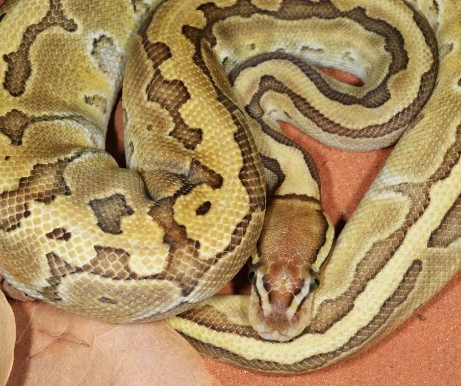 Ball Python Morph