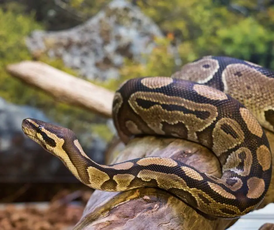 Ball Python Periscoping