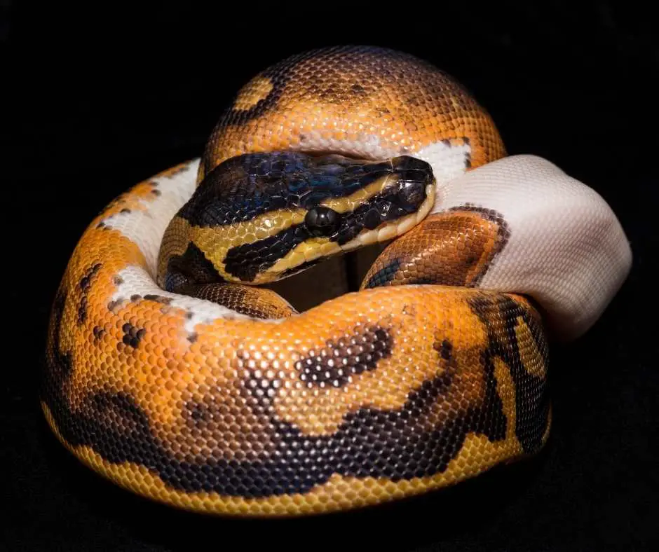 Scared Ball Python