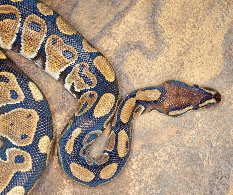 Ball Python Forming Letter S