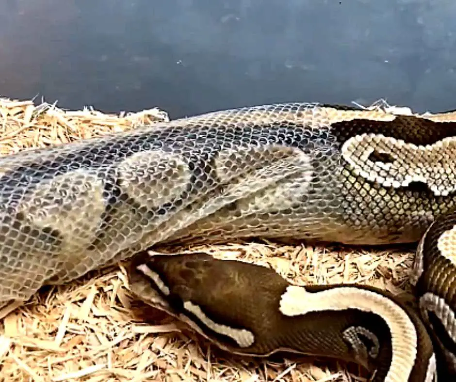 Shedding Ball Python