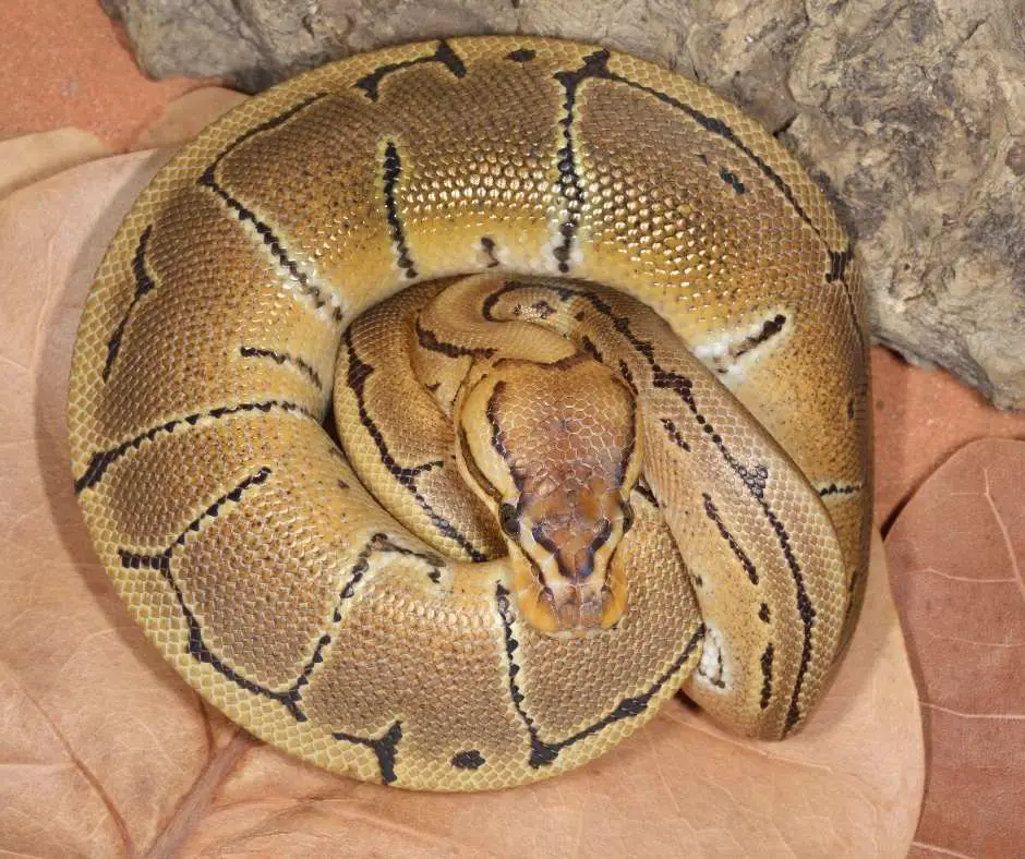 Sleeping Ball Python