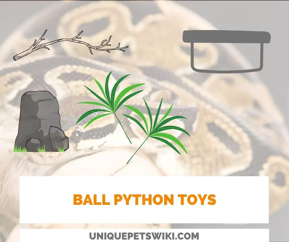 Ball Python Toys