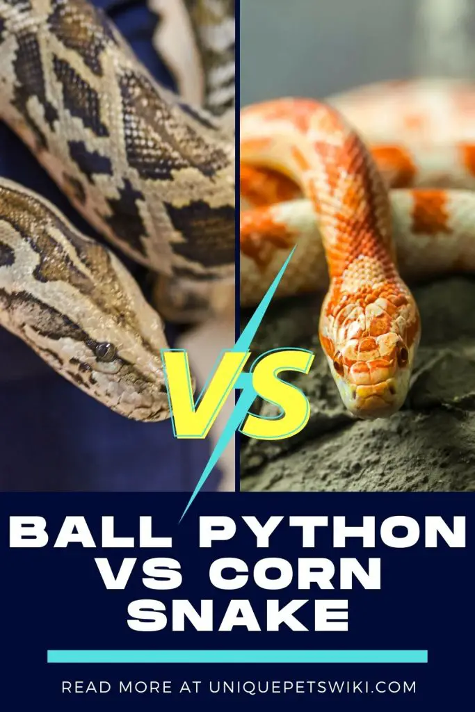 Ball Python vs Corn Snake Pinterest Pin