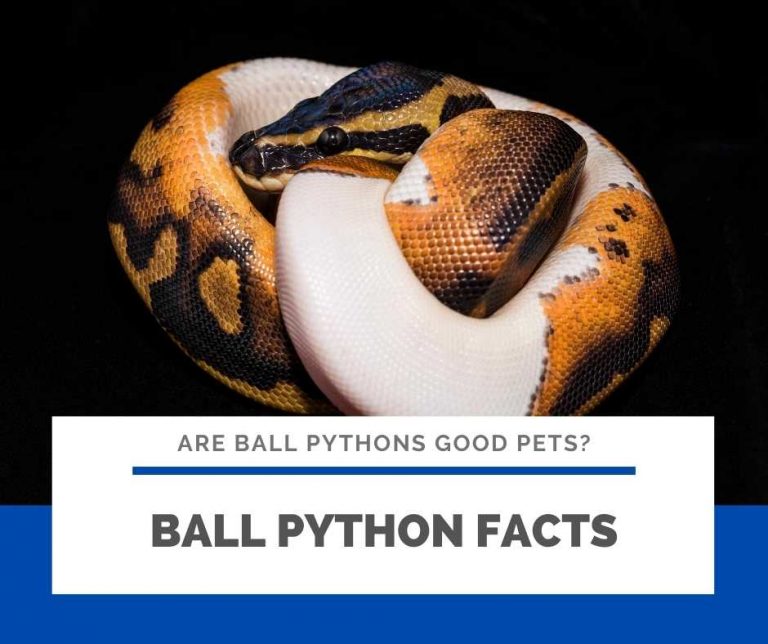 Are Ball Pythons Good Pets? 12 reasons why!