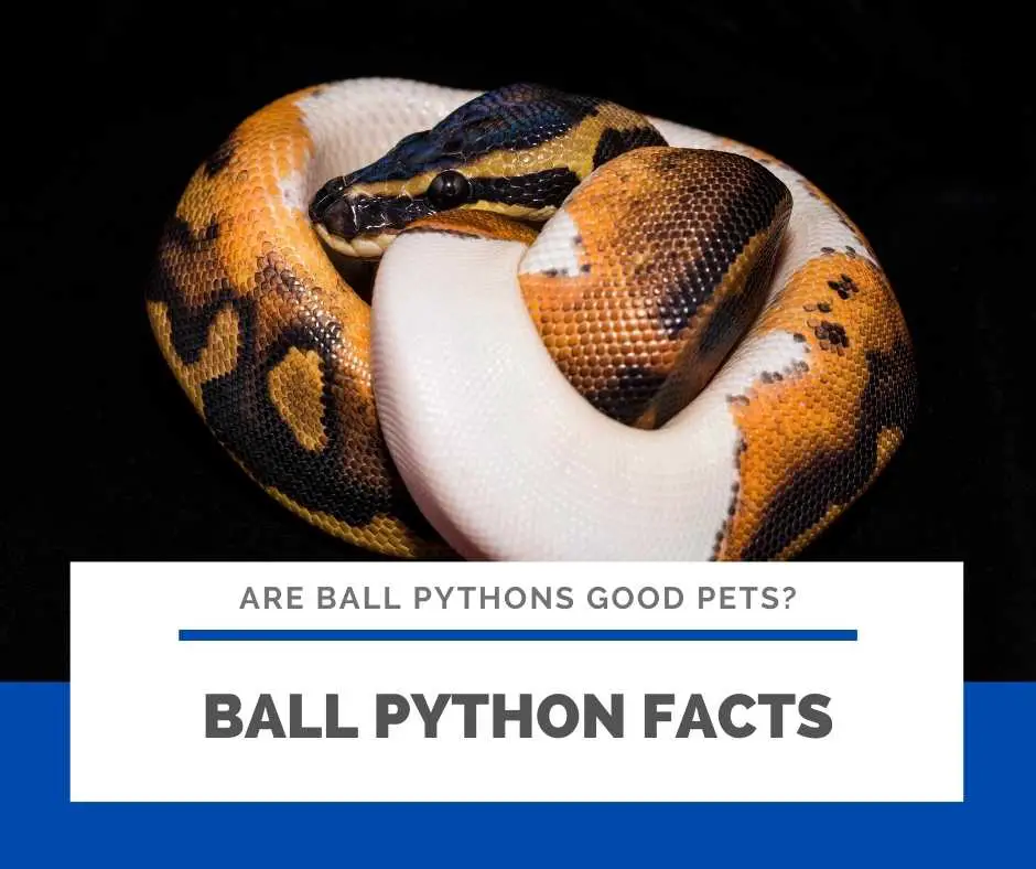 Bonus: Ball Python Facts