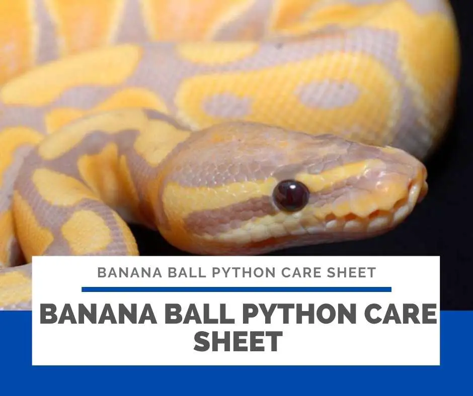 Banana Ball Python Care Sheet