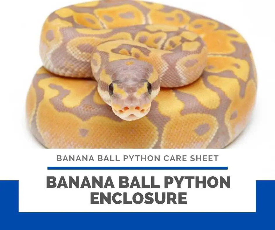 Banana Ball Python Enclosure