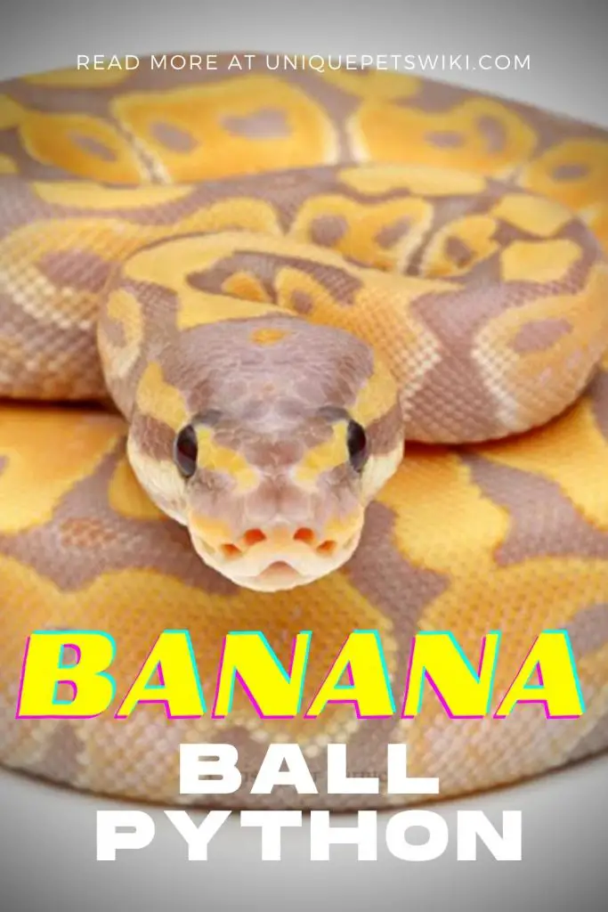 Banana Ball Python Pinterest Pin