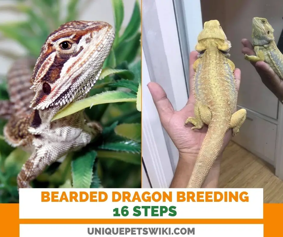 Bearded dragon breeding: 16 Steps