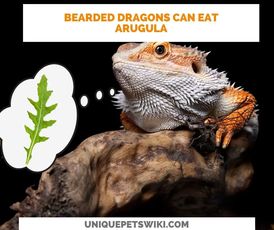 bearded dragons can eat arugula