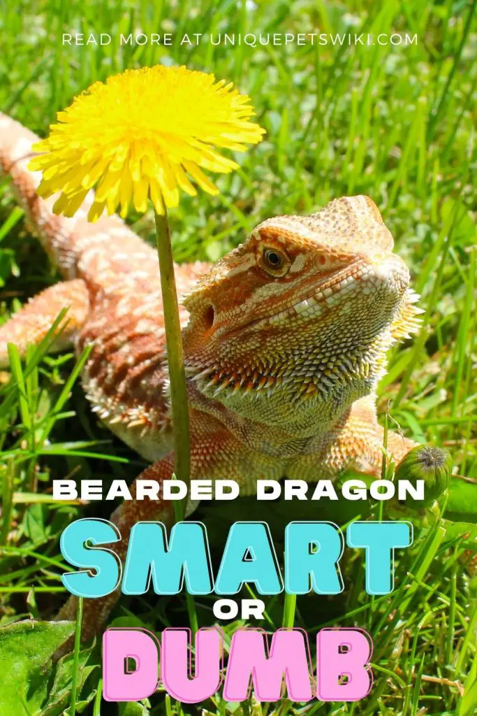 Bearded Dragon Smart or Dumb Pinterest Pin