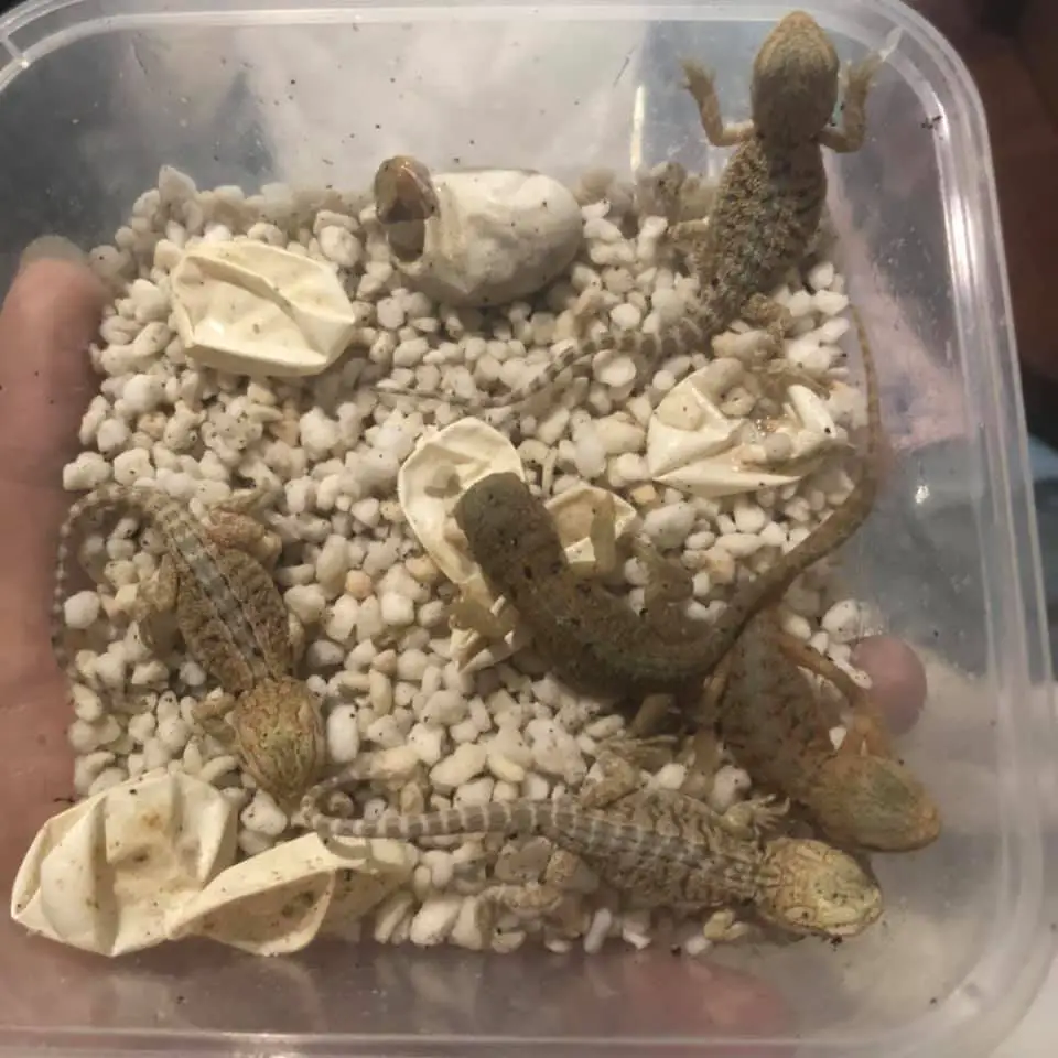 bearded dragons hatched