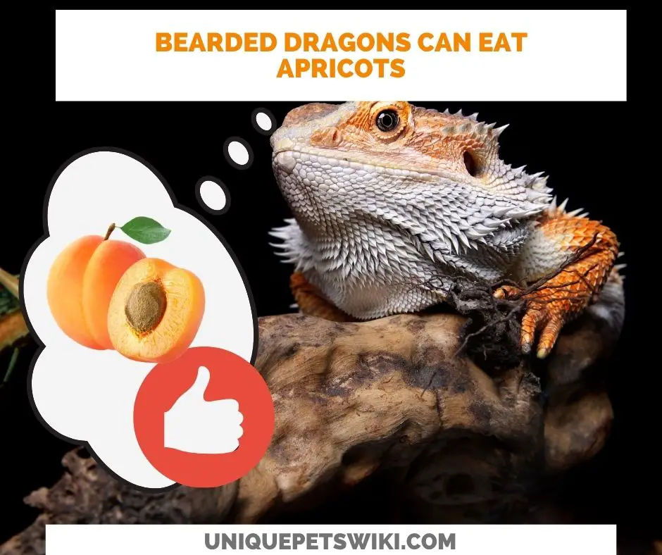 bearded dragons can eat apricots