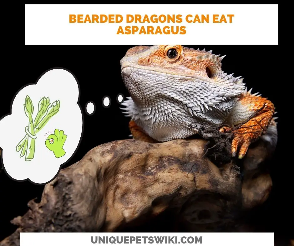 Bearded dragons can eat asparagus