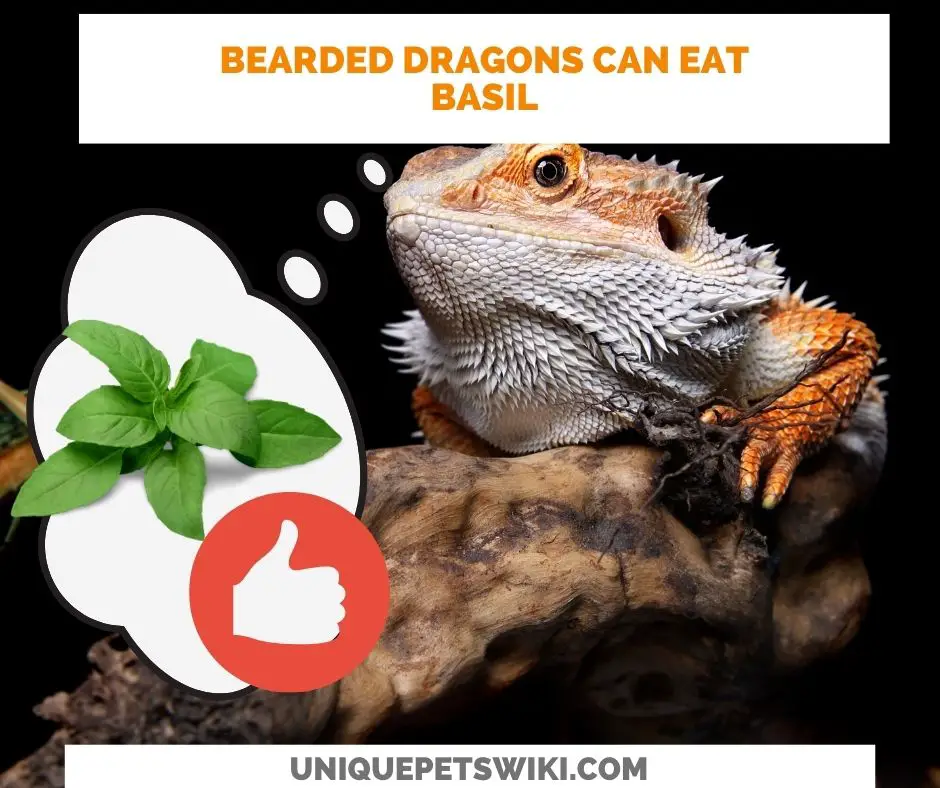 bearded dragons can eat basil