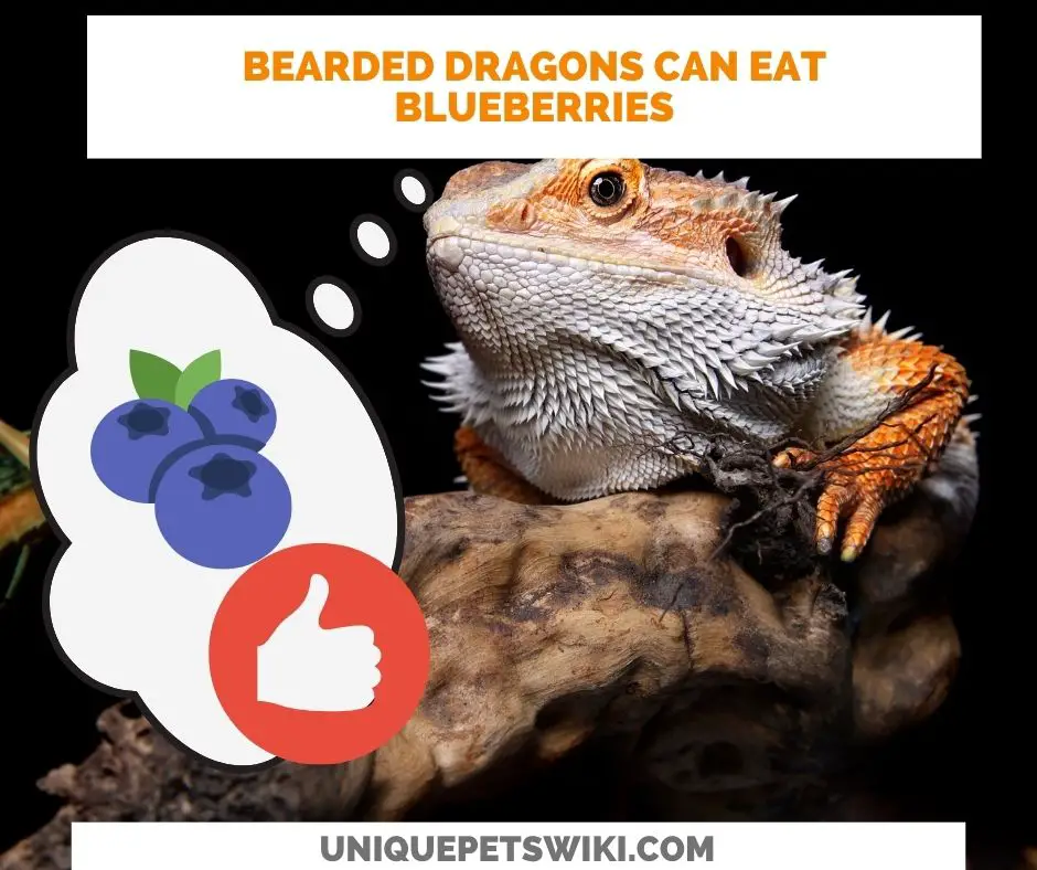 dragons can eat blueberries
