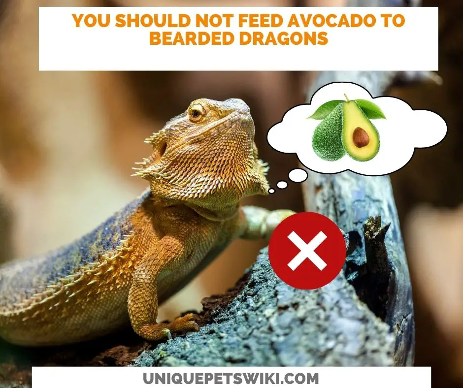 bearded dragons cannot eat avocados