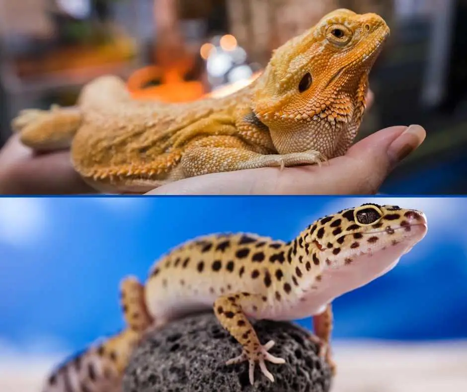 Bearded Dragon and Leopard Gecko Appearances