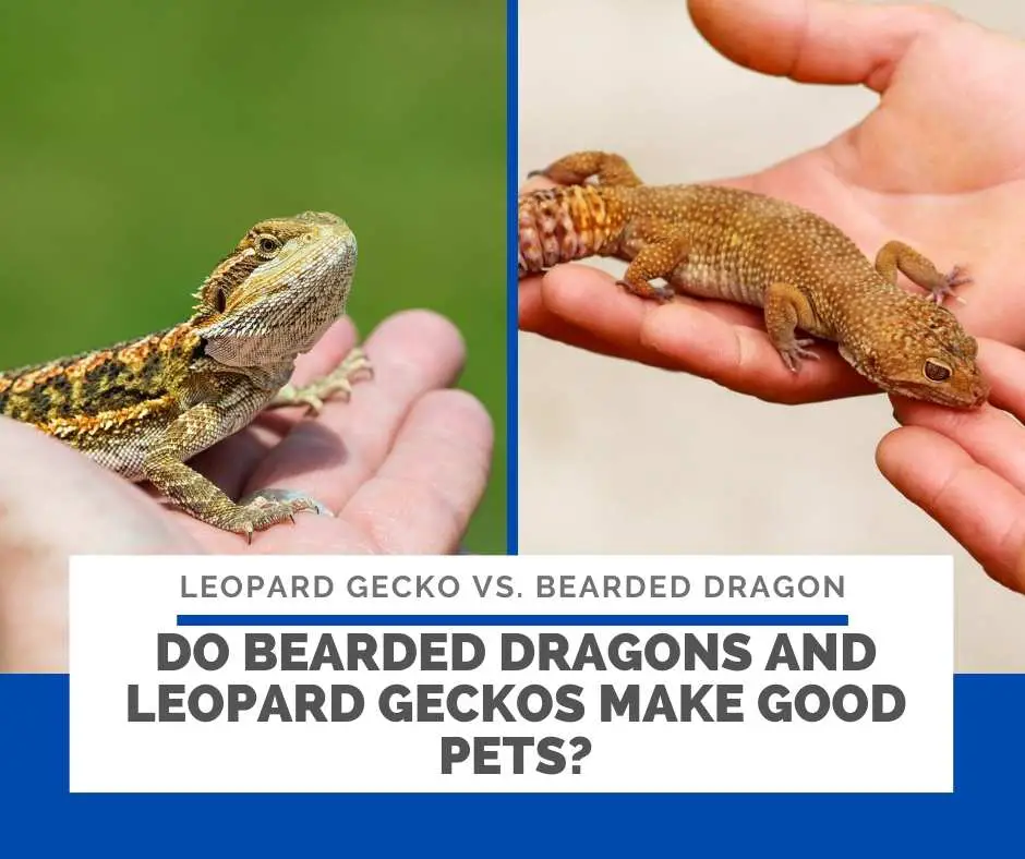 Do Bearded Dragons And Leopard Geckos Make Good Pets?