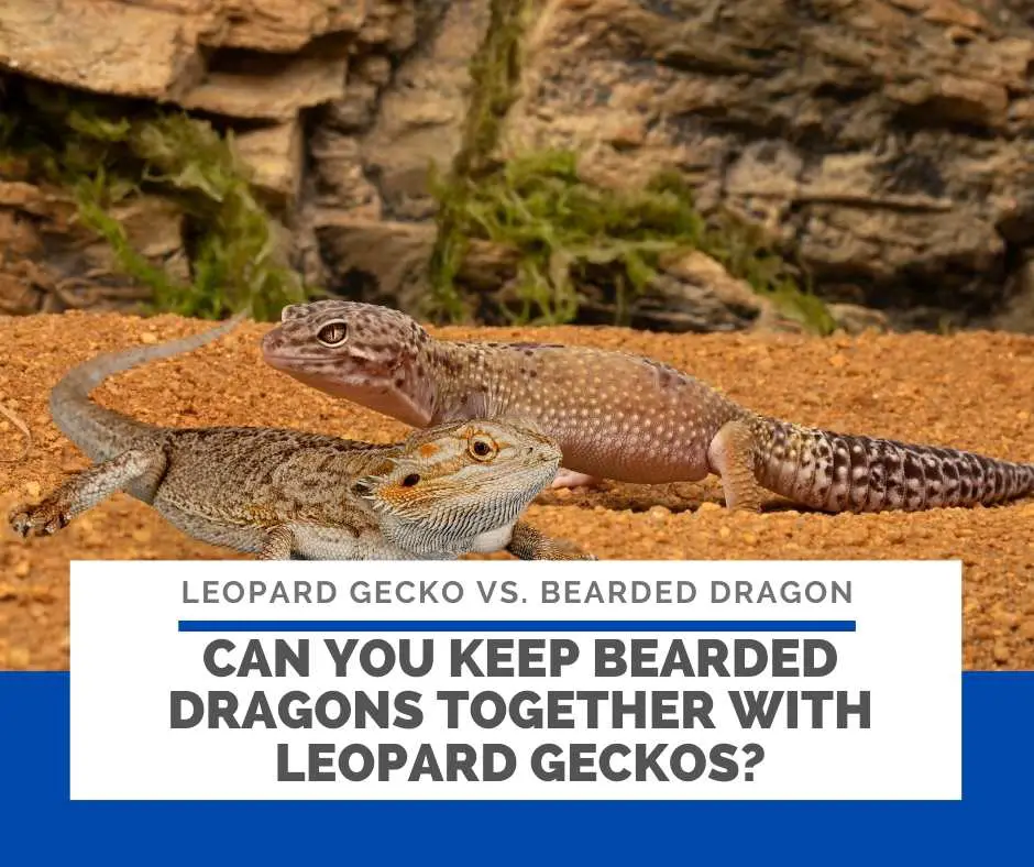 Can You Keep Bearded Dragons Together With Leopard Geckos?