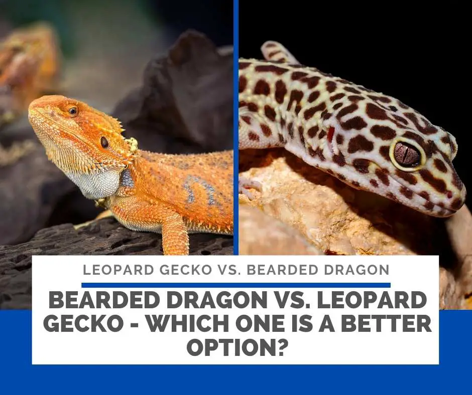 Bearded Dragon Vs. Leopard Gecko - Which One Is A Better Option?