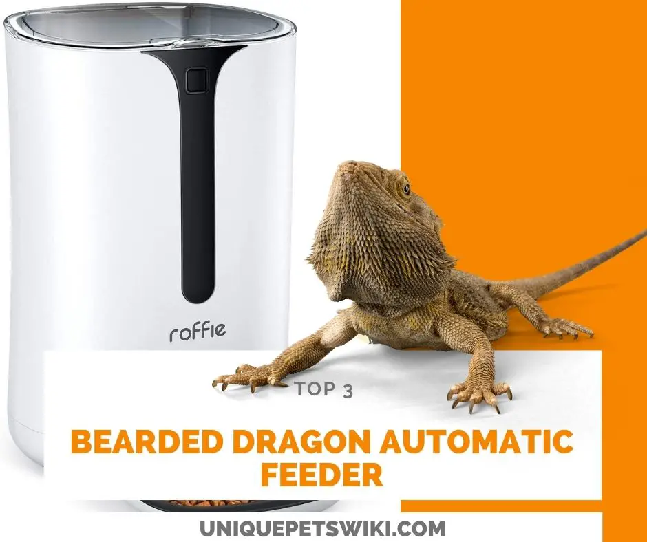 Bearded Dragon Automatic Feeder