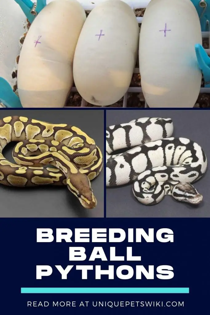Breeding Ball Pythons Pinterest Pin