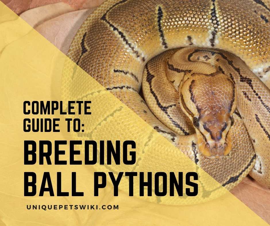 Ball Python Breeding The Complete Guide