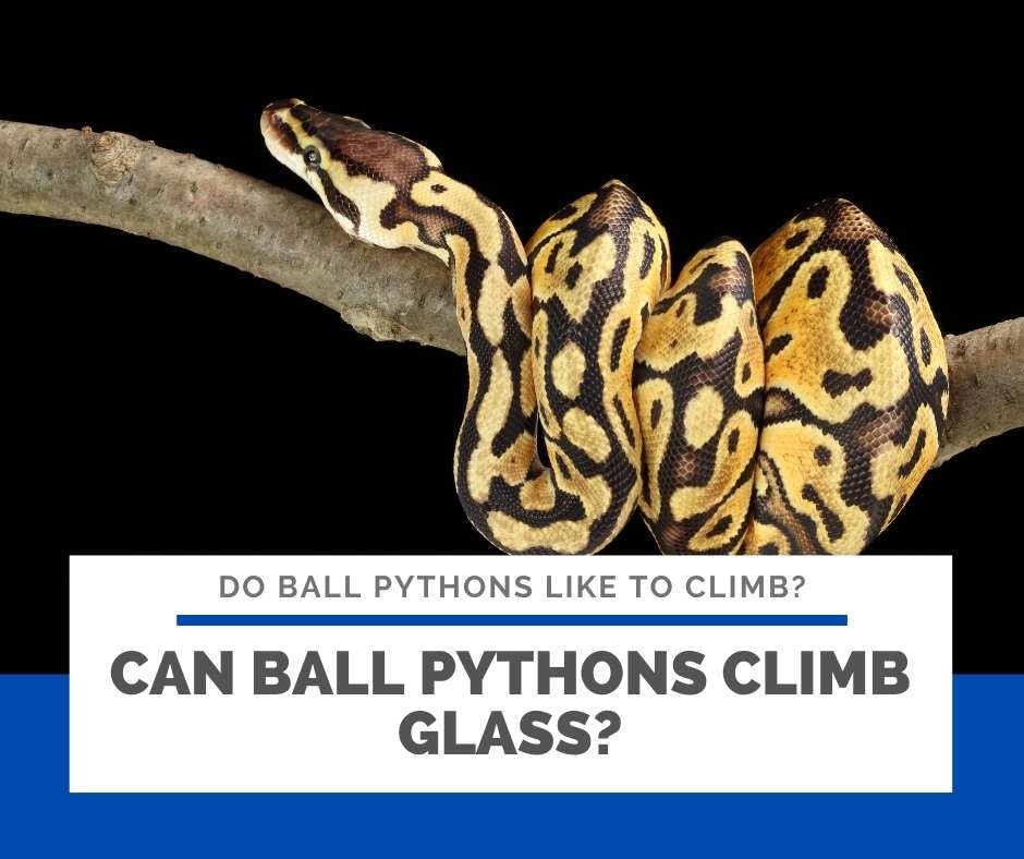 Can Ball Pythons Climb Glass?