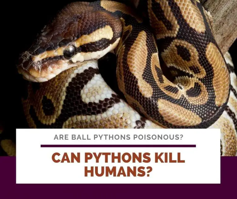 Are Ball Pythons Poisonous?: You're Wrong About This!