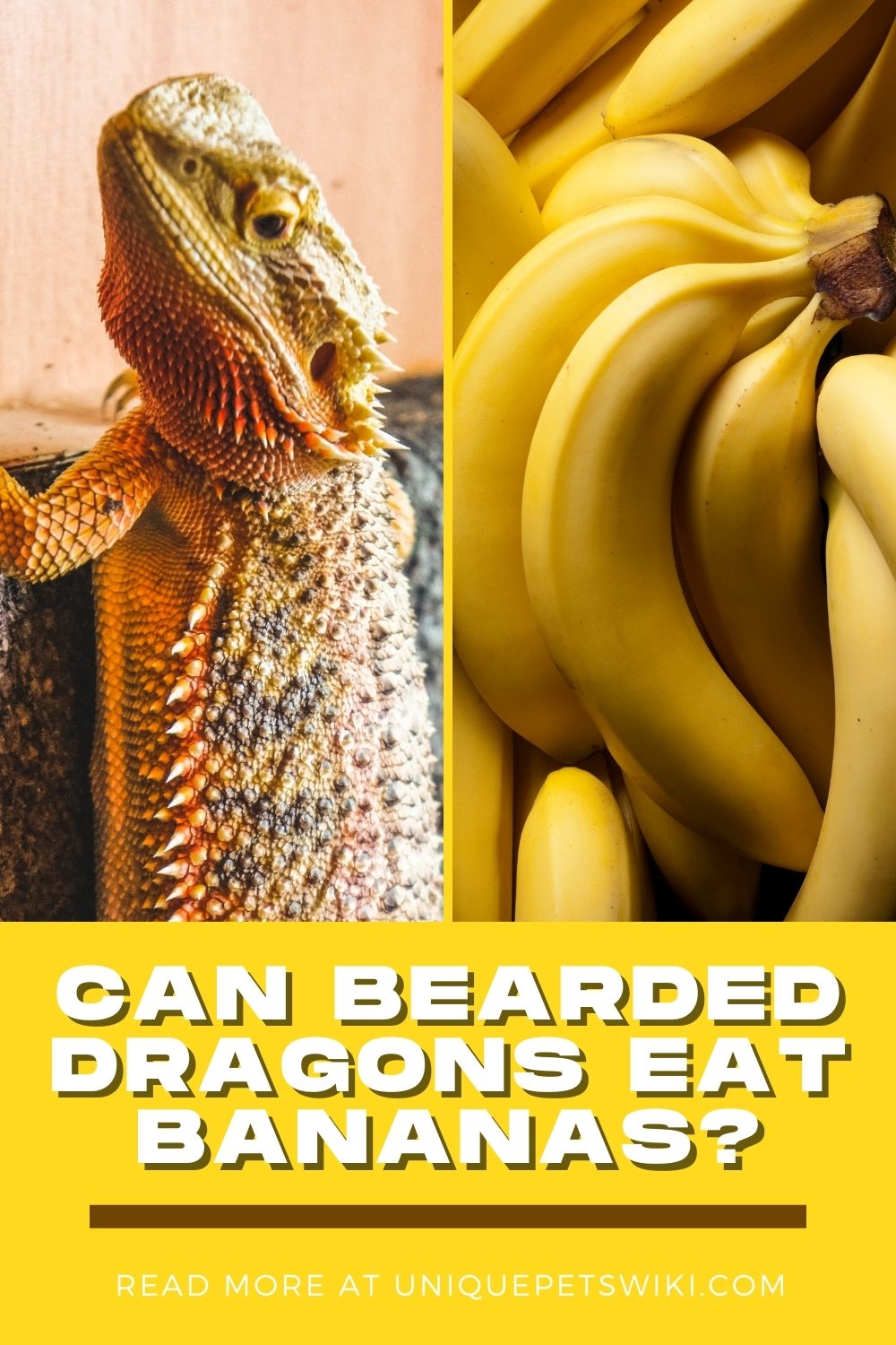 Can Bearded Dragons Eat Bananas? Vet Says "YES"!