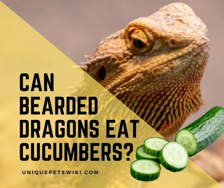 Can Bearded Dragons Eat Cucumbers? Good Water Source for Beardies