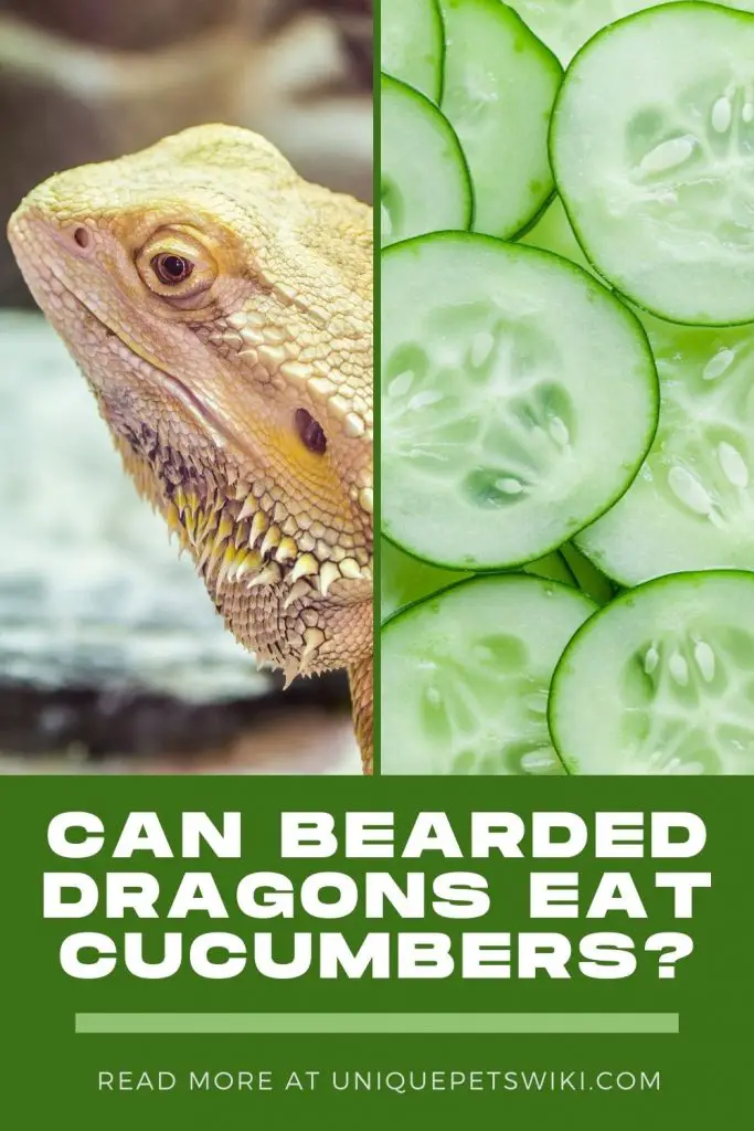 Can Bearded Dragons Eat Cucumbers Pinterest Pin