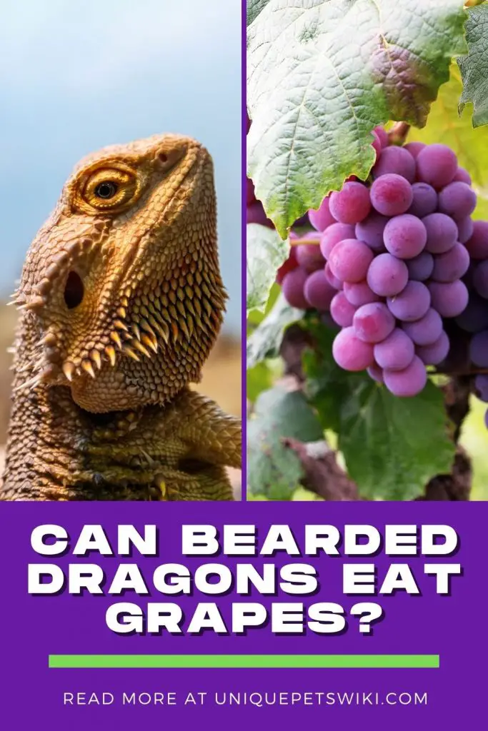 Can Bearded Dragons Eat Grapes Pinterest Pin