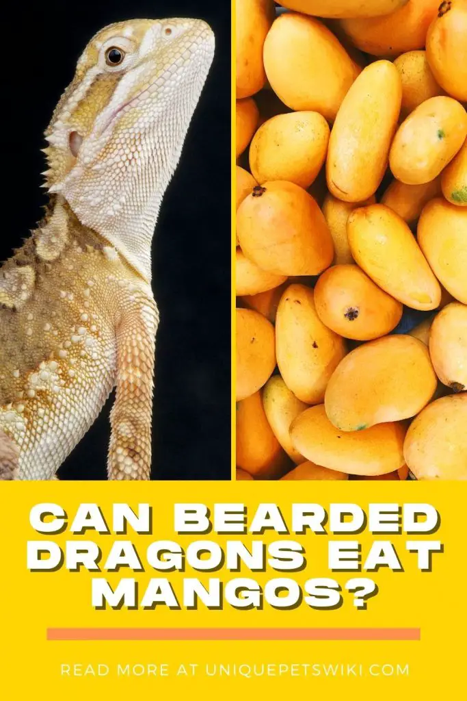 Can Bearded Dragons Eat Mangos Pinterest Pin