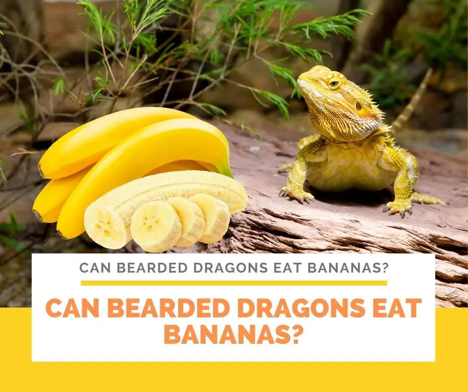 Can Bearded Dragons Eat Bananas?