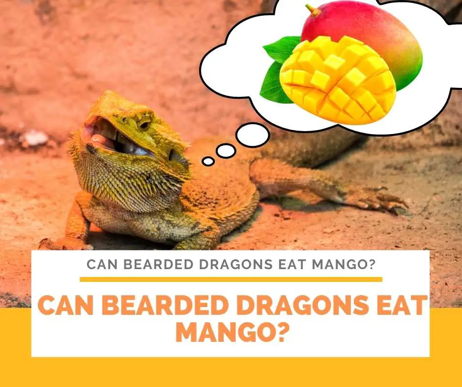 Can Bearded Dragons Eat Mango?