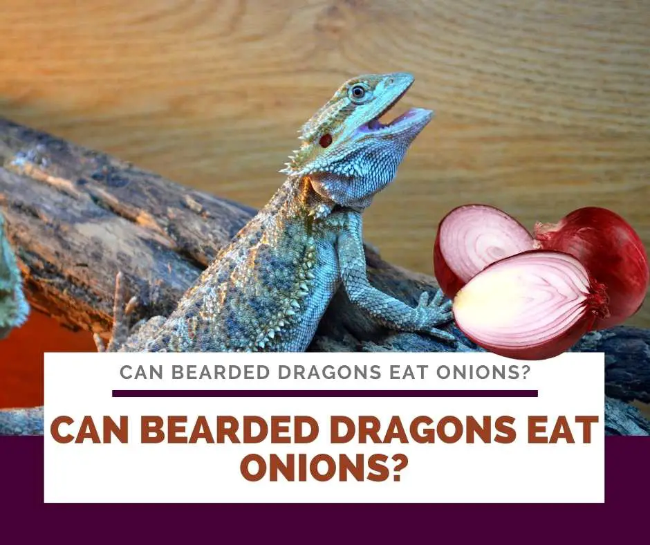 Can Bearded Dragons Eat Onions?