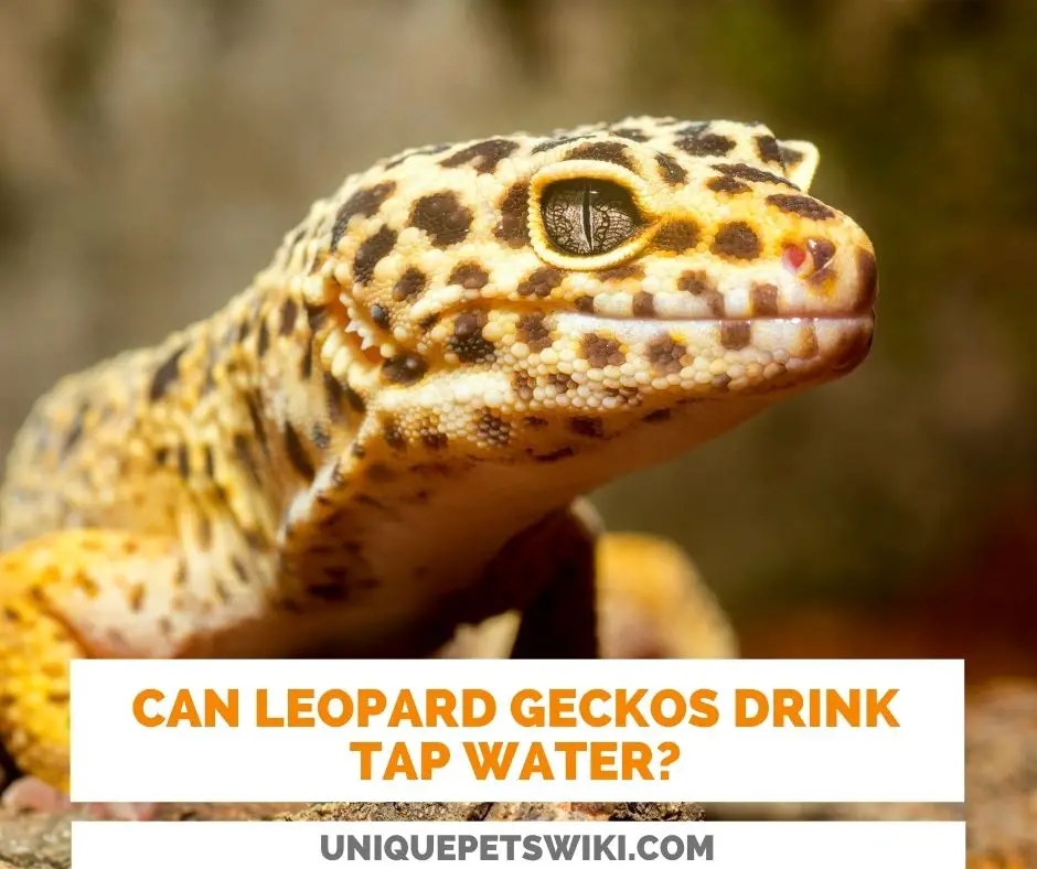 Can Leopard Geckos Drink Tap Water