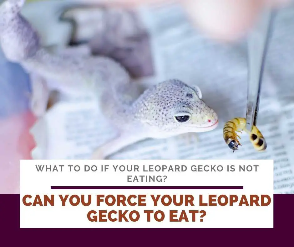 Can You Force Your Leopard Gecko To Eat?
